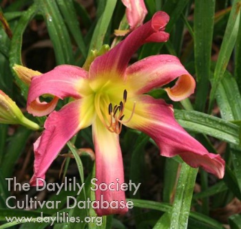 Daylily Whip City Lovey Dovey